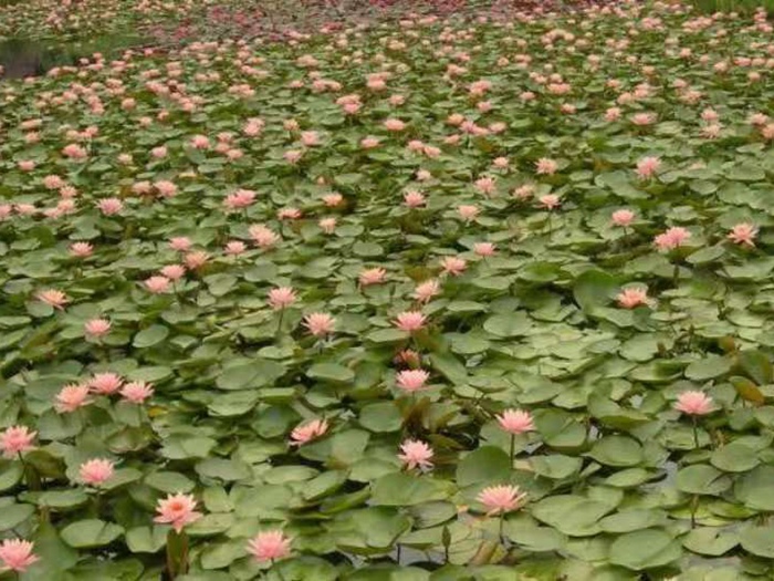 睡莲种植案例 